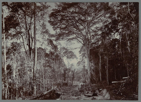 Construction of the road along trees, anonymous, 1903 - 1913 Canvas Print