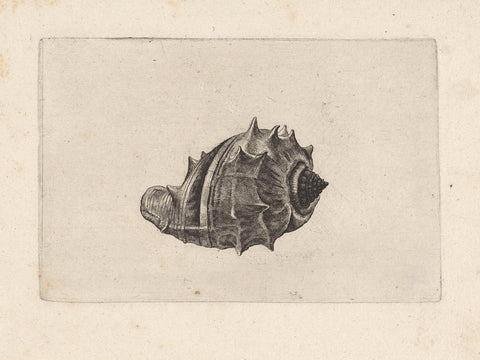 Shell, melongena melongena, Wenceslaus Hollar, 1644 - 1652 Canvas Print