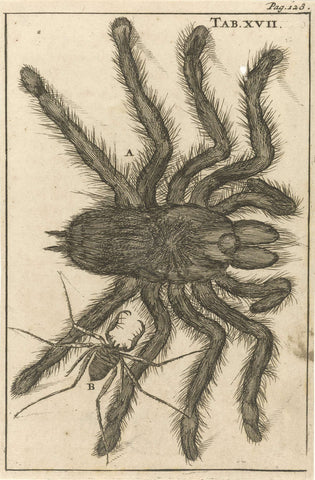 Spiders XVII, Jan Luyken, 1680 Canvas Print