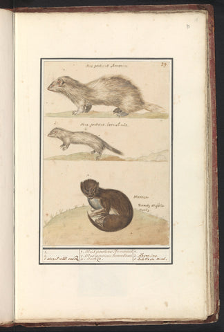 Ermine (Mustela erminea) and mink (Mustela lutreola), Anselmus Boëtius de Boodt, 1596 - 1610 Canvas Print