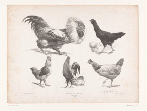 Studies of different kinds of chickens, Jules Joseph Augustin Laurens, 1865 - 1878 Canvas Print