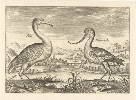 Two wading birds in a river landscape, Adriaen Collaert, 1598 - 1618 Canvas Print