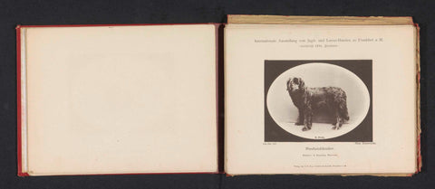 Newfoundlander Miss Esmeralda who won a second prize at the International Ausstellung von Jagd und Luxus Hunden in 1891, anonymous, 1891 Canvas Print