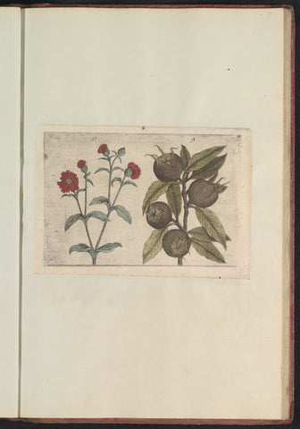 Dagkoekoeksbloem (Silene dioica) and medlar (Mespilus germanica), anonymous, 1640 Canvas Print