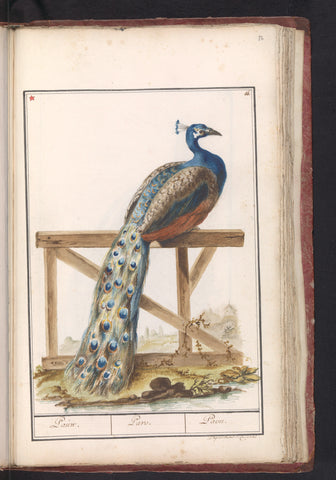 Indian Peafowl, anonymous, 1790 - 1814 Canvas Print