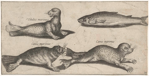 Two seals, a sea lion and a harder, Pierre Firens, 1600 - 1638 Canvas Print