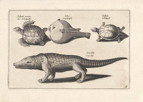 Crocodile, turtles and a pufferfish, anonymous, 1634 Canvas Print