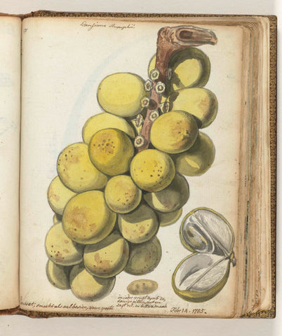 Lanssat, an East Indian fruit, Jan Brandes, 1785 Canvas Print