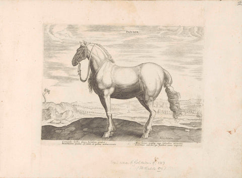 Horse from Northern Italy, anonymous, 1624 - before 1648 Canvas Print