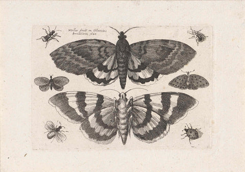 Motten en kleine insecten, Wenceslaus Hollar, 1646 Canvas Print