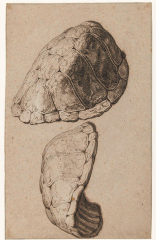 Study of a shell of a tortoise, Jacob de Gheyn (II), 1585 - 1625 Canvas Print