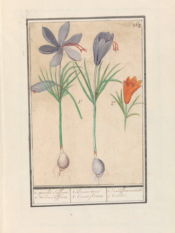 Saffron crocus (Crocus sativus), Anselm Boëtius de Boodt, 1596 - 1610 Canvas Print