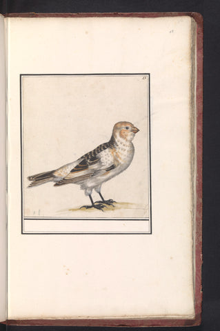 Snow bunting (Plectrophenax nivalis), Anselm Boëtius de Boodt, 1596 - 1610 Canvas Print