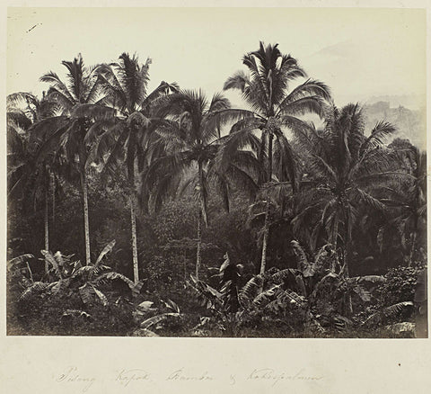 Pisang, Kapok, Bamboo & Coconut Palms, Woodbury &Page, 1863 - 1869 Canvas Print