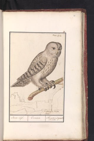 Ural owl, Anselm Boëtius de Boodt, 1596 - 1610 Canvas Print