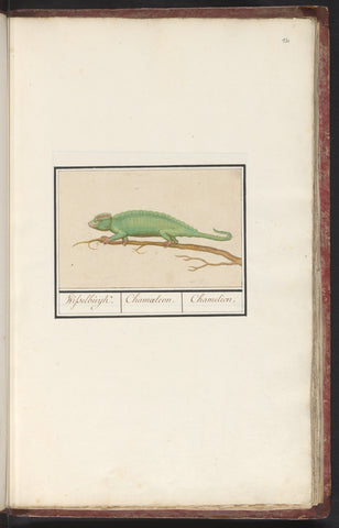 Chameleon (Chamaeleonidae), Anselmus Boetius de Boodt, 1596 - 1610 Canvas Print