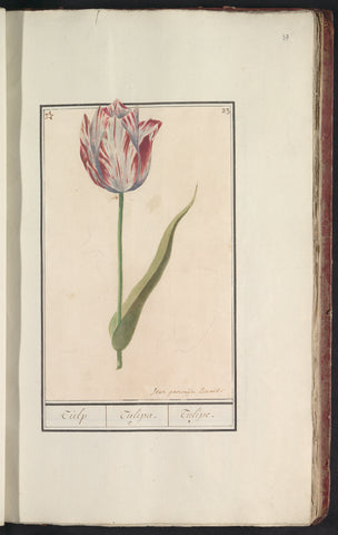 Tulipa, Jan Anton Garemyn, 1790 - 1799 Canvas Print