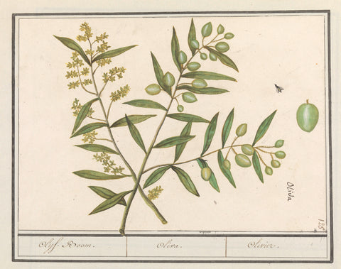 Olive (Olea europaea), Anselmus Boëtius de Boodt, 1596 - 1610 Canvas Print