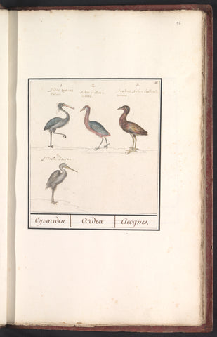 Herons (Ardeidae), Anselmus Boëtius de Boodt, 1596 - 1610 Canvas Print