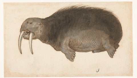 Walrus, anonymous, 1550 - 1570 Canvas Print