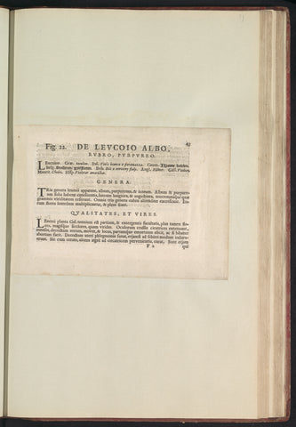 Fig. 22 'De Levcoio Albo' in De Boodts herbarium of 1640, Anselmus Boëtius de Boodt, 1640 Canvas Print