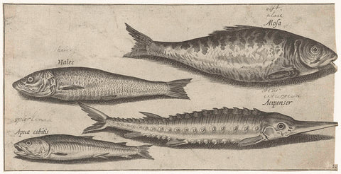 Elft, sturgeon, spiering and a herring, Pierre Firens, 1600 - 1638 Canvas Print