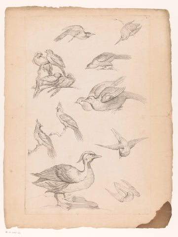 Fourteen Chinese birds, including ducks and kingfishers, Gabriel Huquier (attributed to), 1742 - 1750 Canvas Print