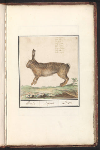 Hare (Lepus europaeus), Anselm Boetius de Boodt, 1596- 1610 Canvas Print