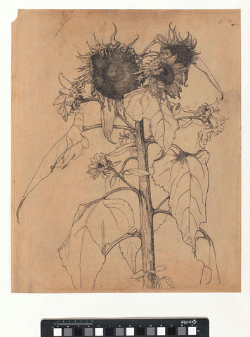 Sunflowers, Richard Nicolaüs Roland Holst, 1892 Canvas Print