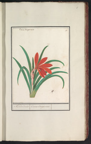 Red crocus (Crocus), Anselm Boëtius de Boodt, 1596 - 1610 Canvas Print