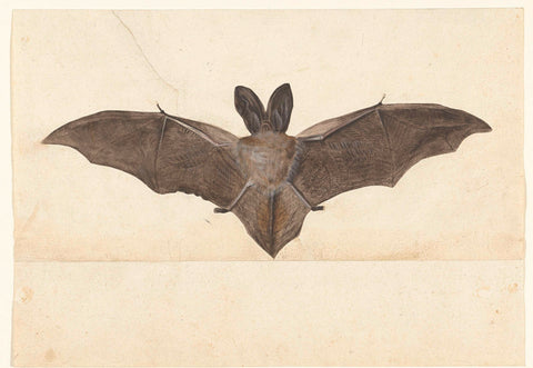 Big-eared Bat, anonymous, 1560 - 1585 Canvas Print