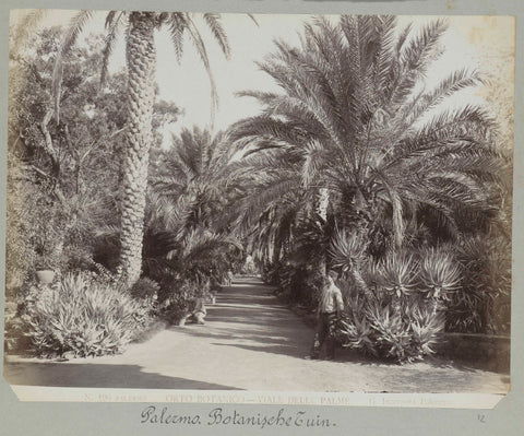 N. 196 Palermo, Orta Botanico- Viale dell palme., Giuseppe Incorpora, c. 1893 - c. 1903 Canvas Print