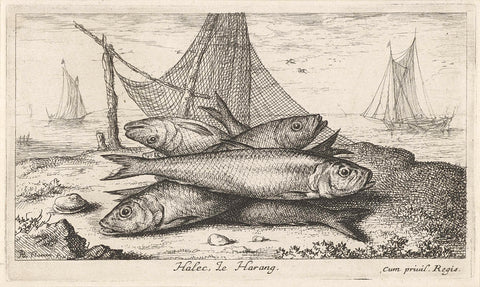 Herring at a fishing net, Albert Flamen, 1664 Canvas Print