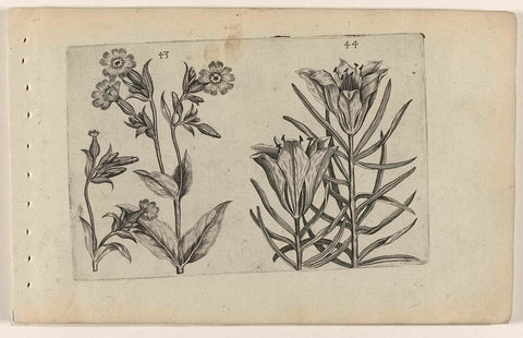 Cuckoo flower and rye lily, Crispijn van de Passe (I) (attributed to), 1600 - 1604 Canvas Print