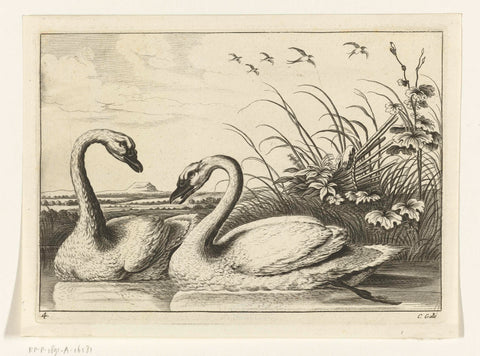 Two Swans, Peter van Liesebetten, 1654 - 1678 Canvas Print