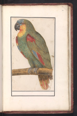 Parrot, Anselm Boëtius de Boodt, 1596 - 1610 Canvas Print