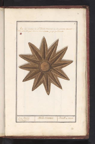 Starfish (Asteroidea), anonymous, 1786 Canvas Print