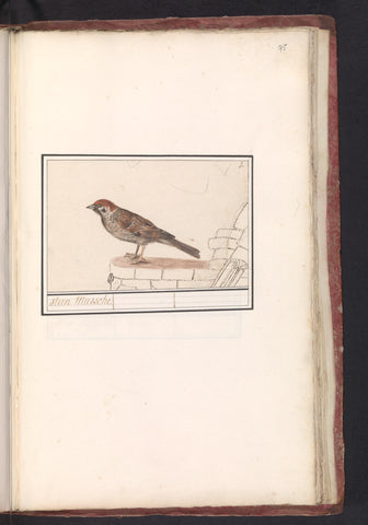 Ringmus (Passer montanus), Anselm Boëtius de Boodt, 1596 - 1610 Canvas Print