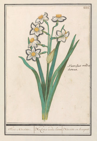 Trosnarcis (Narcissus), Anselm Boëtius de Boodt, 1596- 1610 Canvas Print