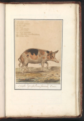 Pig (Sus scrofa domesticus), Anselm Boëtius de Boodt, 1596 - 1610 Canvas Print