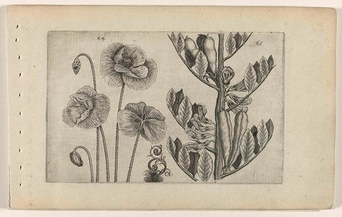 Large poppy and broad bean, Crispijn van de Passe (I) (attributed to), 1600 - 1604 Canvas Print