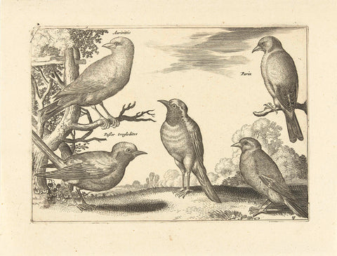 Five Birds, Adriaen Collaert, 1659 Canvas Print