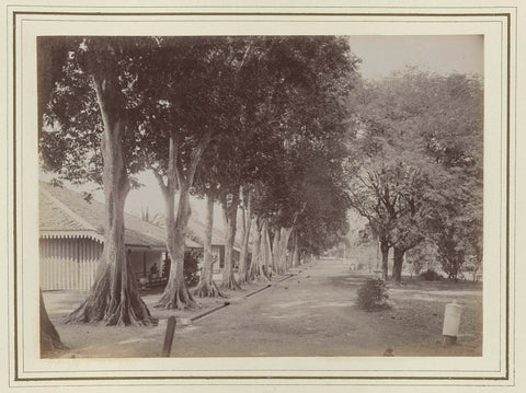 Avenue with trees, Kassian Céphas, 1886 Canvas Print