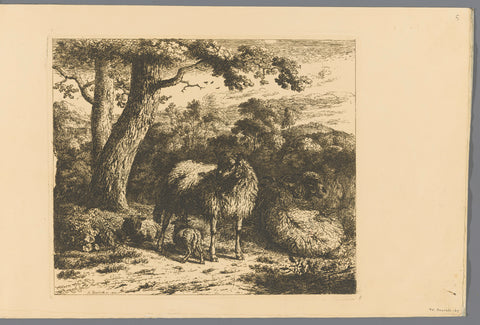 Standing sheep with two lambs, Adam von Bartsch, 1803 Canvas Print