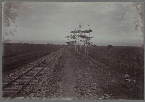 Path and trace along sugar cane, anonymous, c. 1900 - 1919 Canvas Print