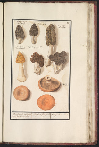 Morieljes (Morchella), Anselm Boëtius de Boodt, 1596 - 1610 Canvas Print