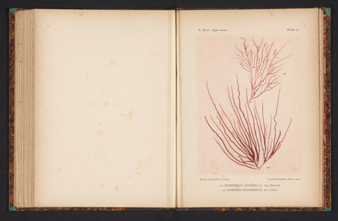 Two kinds of seaweed, anonymous, c. 1882 - in or before 1892 Canvas Print