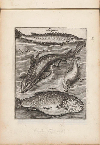 Sturgeon, fundulus and carp, anonymous, 1635 - 1660 Canvas Print