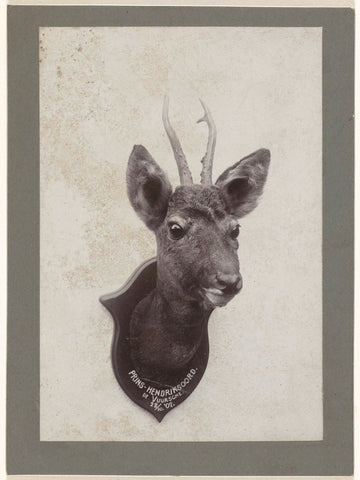 Hunting trophy of a deer, shot on 23 October 1907 in Prins-Hendriksoord, Henry Pauw van Wieldrecht, 1910 Canvas Print