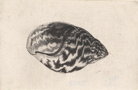 Shell, achatina achatina, Wenceslaus Hollar, 1644 - 1652 Canvas Print